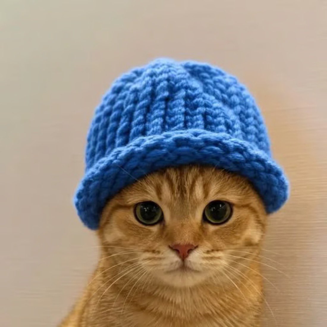 WIFGPT Cat